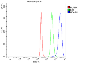 NCAPH Rabbit Polyclonal Antibody