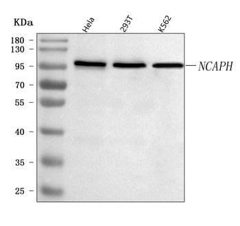 NCAPH Rabbit Polyclonal Antibody