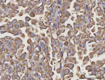NDUFA4 Antibody