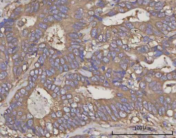 NDUFA4 Antibody