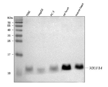 NDUFA4 Antibody