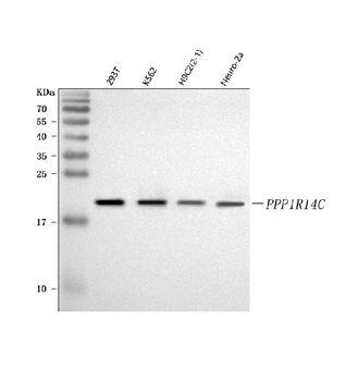 KEPI/PPP1R14C Antibody