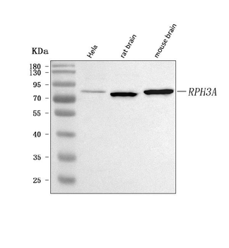 RPH3A Rabbit Polyclonal Antibody