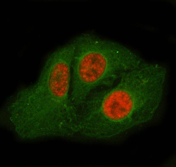 SF3A2 Antibody