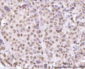 SF3A2 Antibody