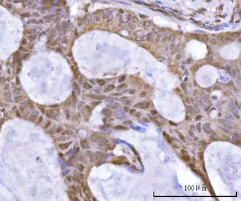 SF3A2 Antibody