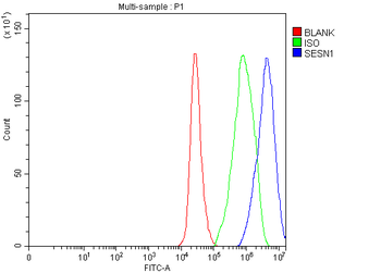 SESN1 Rabbit Polyclonal Antibody