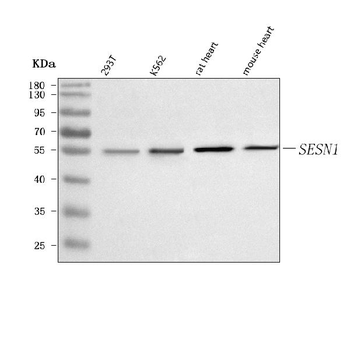 SESN1 Rabbit Polyclonal Antibody