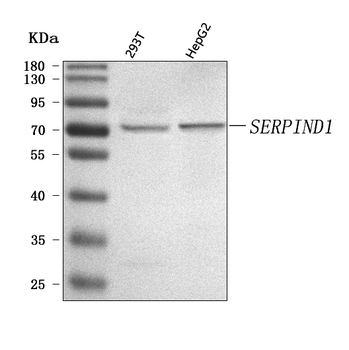 SERPIND1 Rabbit Polyclonal Antibody