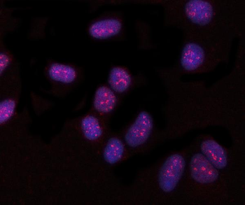 PYROXD1 Rabbit Polyclonal Antibody