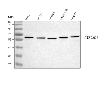 PYROXD1 Rabbit Polyclonal Antibody