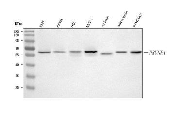 PRUNE1 Rabbit Polyclonal Antibody