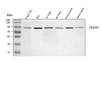 PRDM4 Rabbit Polyclonal Antibody