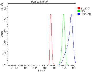 PPP2R3A Rabbit Polyclonal Antibody