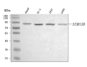 SEMA3D Rabbit Polyclonal Antibody