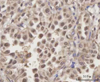 SCLY Antibody