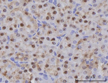 SCLY Antibody