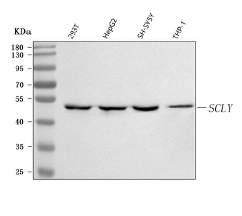 SCLY Antibody
