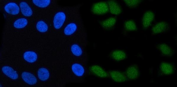 SCFD2 Rabbit Polyclonal Antibody