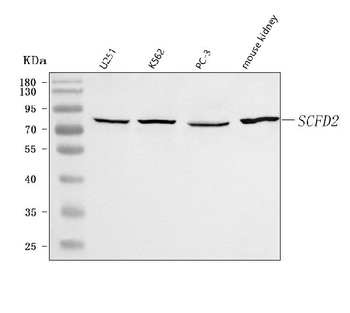 SCFD2 Rabbit Polyclonal Antibody
