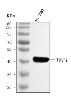 TWF1 Rabbit Polyclonal Antibody