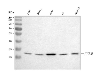 GCLM Rabbit Polyclonal Antibody
