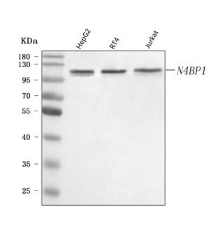 N4BP1 Antibody