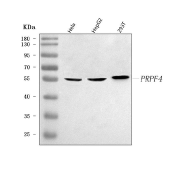 PRPF4 Rabbit Polyclonal Antibody