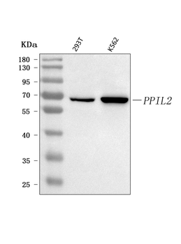 PPIL2 Antibody