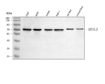 NEIL3 Rabbit Polyclonal Antibody