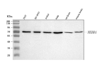 NEDD1 Rabbit Polyclonal Antibody
