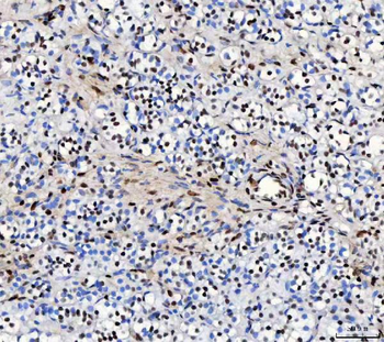 FOX2/RBM9/RBFOX2 Rabbit Polyclonal Antibody