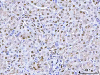 FOX2/RBM9/RBFOX2 Rabbit Polyclonal Antibody
