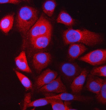 PRRC2C Rabbit Polyclonal Antibody