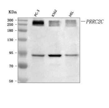 PRRC2C Rabbit Polyclonal Antibody
