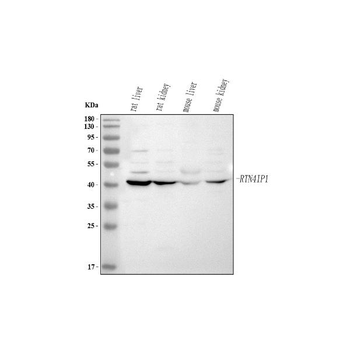 RTN4IP1 Rabbit Polyclonal Antibody
