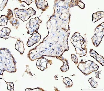 MOSPD2 Antibody