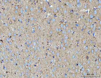 MOSPD2 Antibody