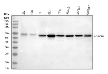 MOSPD2 Antibody