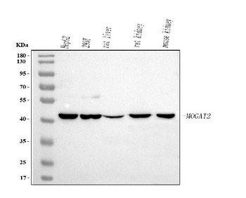 MOGAT2 Antibody