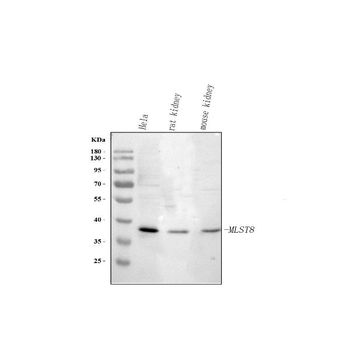 MLST8 Antibody