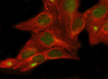 MLST8 Antibody