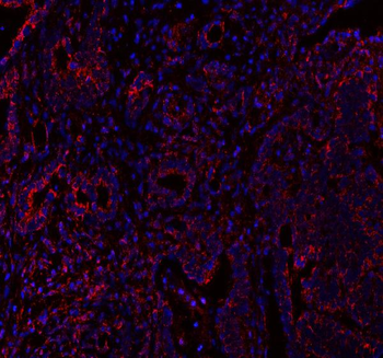 MLST8 Antibody