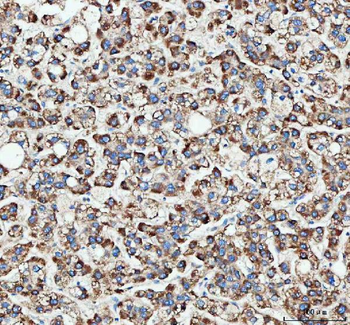 MLST8 Antibody