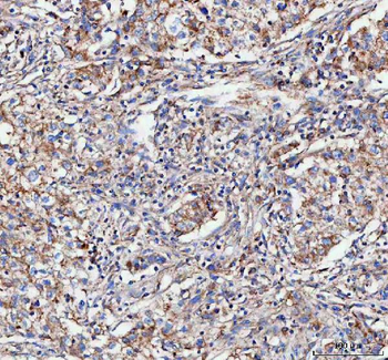 MLST8 Antibody