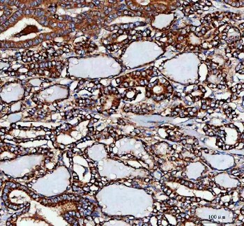 MLST8 Antibody