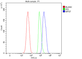 MPST Rabbit Polyclonal Antibody