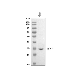 MPST Rabbit Polyclonal Antibody