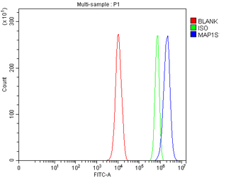 MAP1S Rabbit Polyclonal Antibody