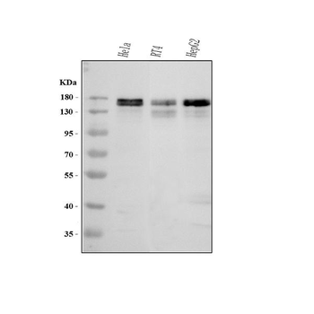 MAP1S Rabbit Polyclonal Antibody